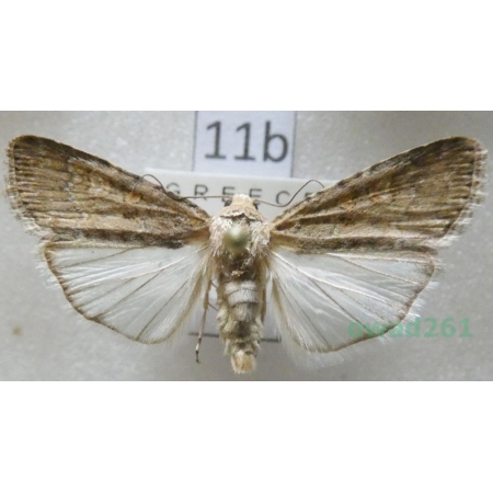 Spodoptera exigua (Hübner, 1808) Greece11b